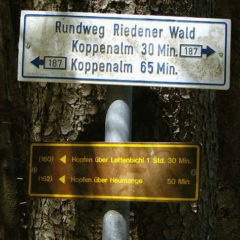Riedener Wald - Hopfer Burg