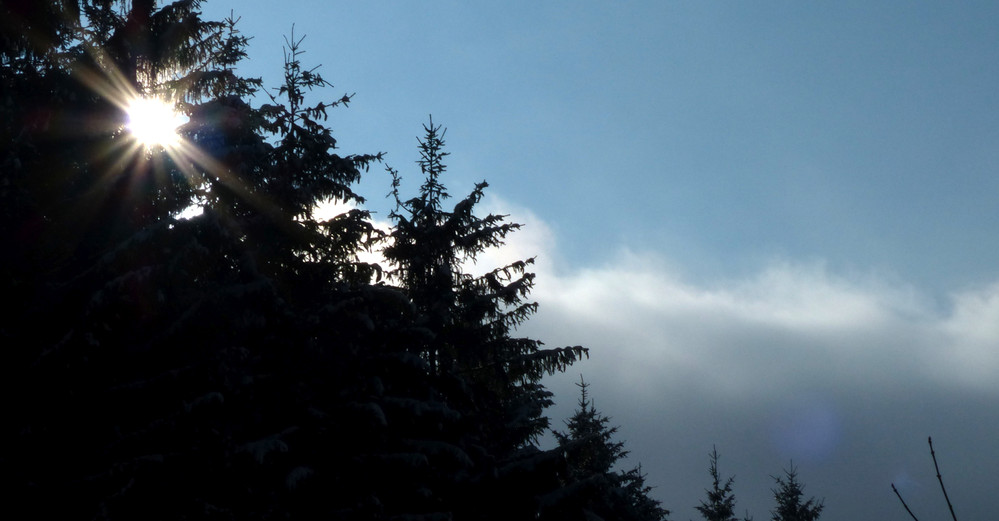 Sonne, Wald und Nebel