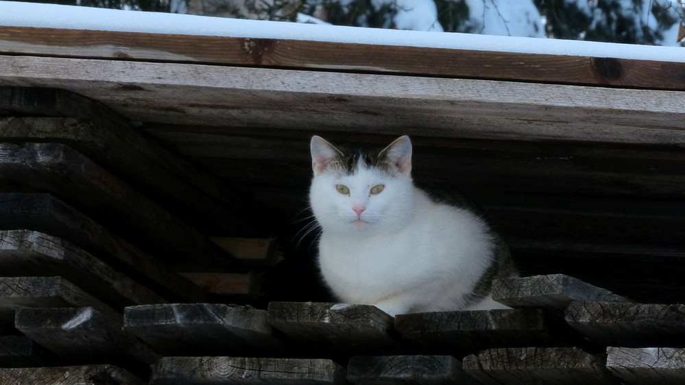 Katze im Holz